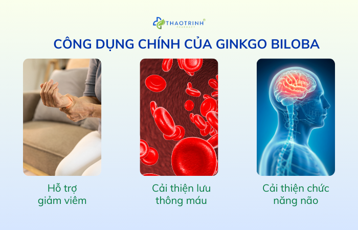 Công dụng chính của Ginkgo Biloba