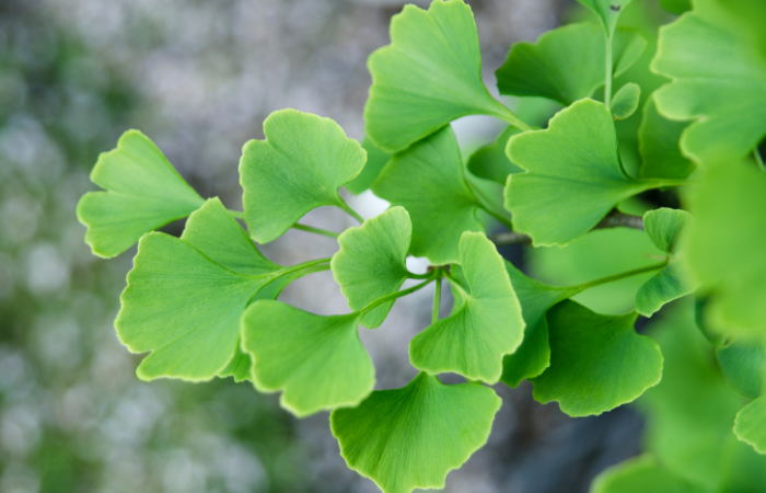 Ginkgo Biloba là gì